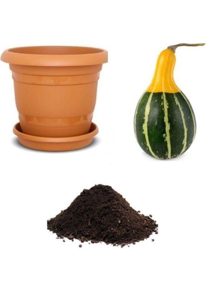 Nadir Sarı Yeşil Süs Kabağı Tohumu Ekim Seti