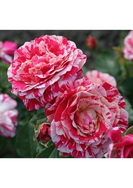 5 Adet Pembe Beyaz Abracadabra Gül Tohumu