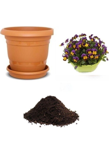 Karışık Hercai Menekşe Çiçeği Tohumu Ekim Seti