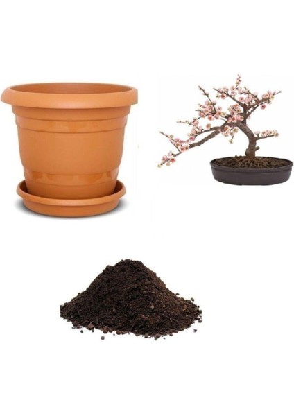 Ithal Cherry Blossom Bonzai Ağacı Tohumu Ekim Seti