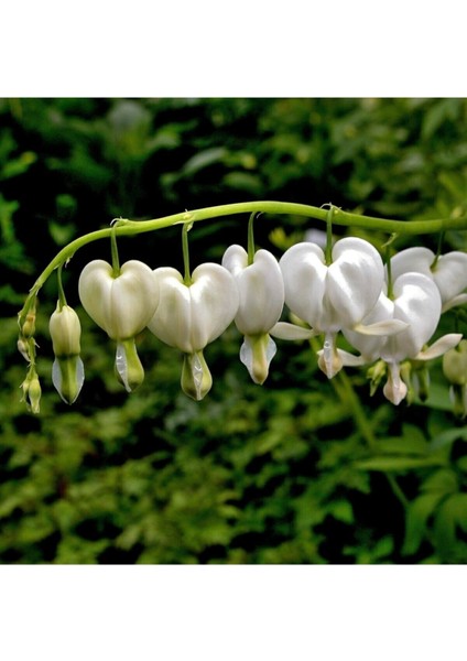 10 Adet Beyaz Kalp Çiçeği Tohumu