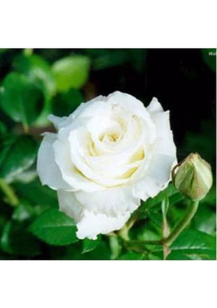 5 Adet Beyaz Gül Tohumu