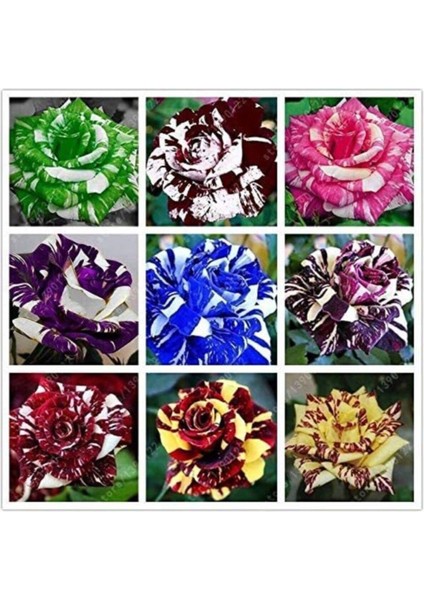 9 Adet 9 Renk Tiger Striped Gül Tohumu