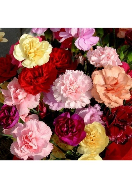 Karışık Renk Karanfil Çiçeği Tohumu