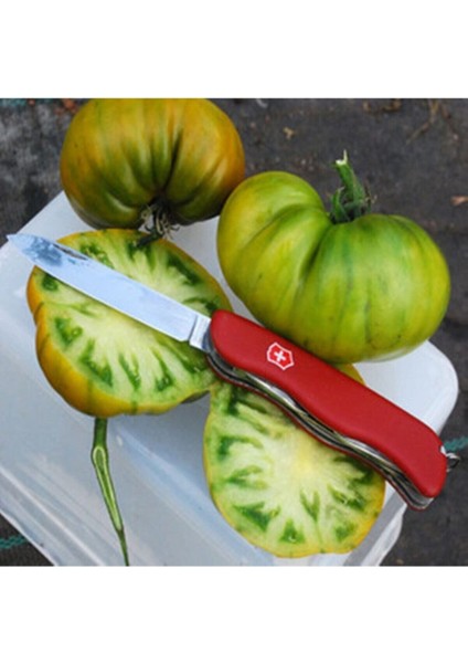 Tasty Evergreen Domates Tohumu