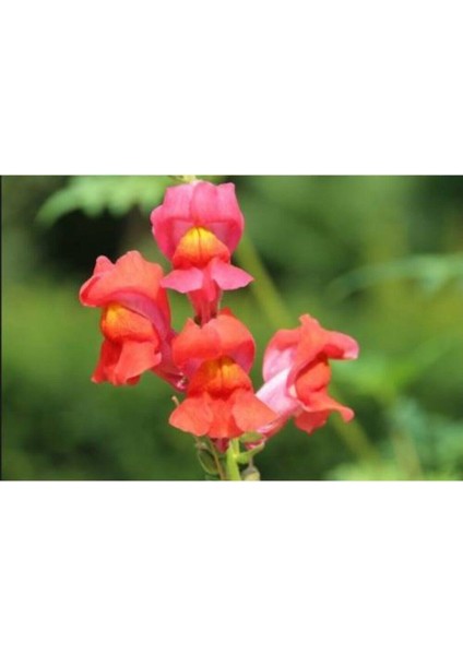 10 Adet Gül Kurusu Renkli Aslanağzı Çiçek Tohumu