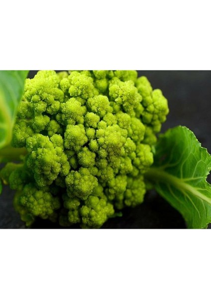 20 Adet Alaska Karnabahar Tohumu