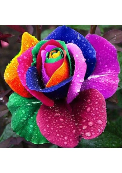 5 Adet Kadife Gökkuşağı Gül Tohumu