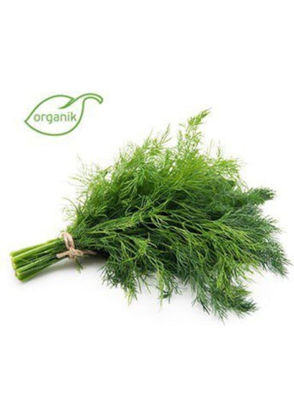 100 Adet Bol Kokulu Organik Dereotu Tohumu