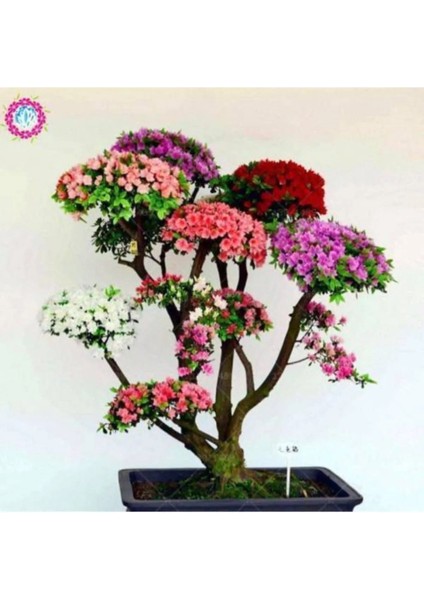 Japon Gülü Ağacı Bonsai Tohumu