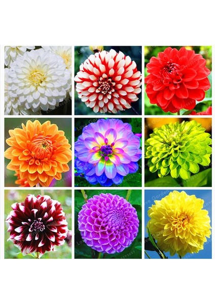 9 Adet Dev Yıldız Dahlia Çiçeği Soğanı Yumrusu 9 Cm.yeni Mahsul.. 9 Farklı Renk.çimlenme Garantili.. fiyatları