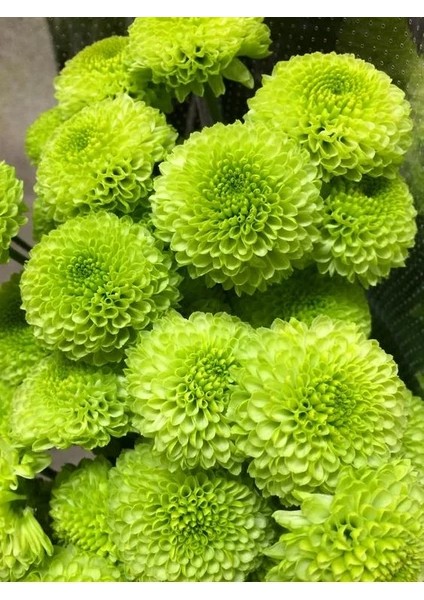 9 Adet Dev Yıldız Dahlia Çiçeği Soğanı Yumrusu 9 Cm.yeni Mahsul.. 9 Farklı Renk.çimlenme Garantili.. modelleri