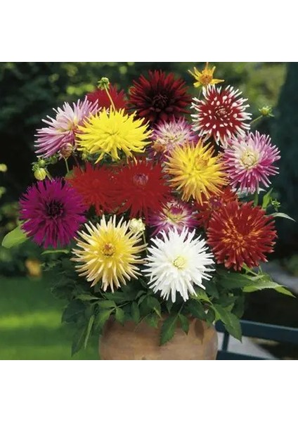 9 Adet Dev Yıldız Dahlia Çiçeği Soğanı Yumrusu 9 Cm.yeni Mahsul.. 9 Farklı Renk.çimlenme Garantili.. indirimleri