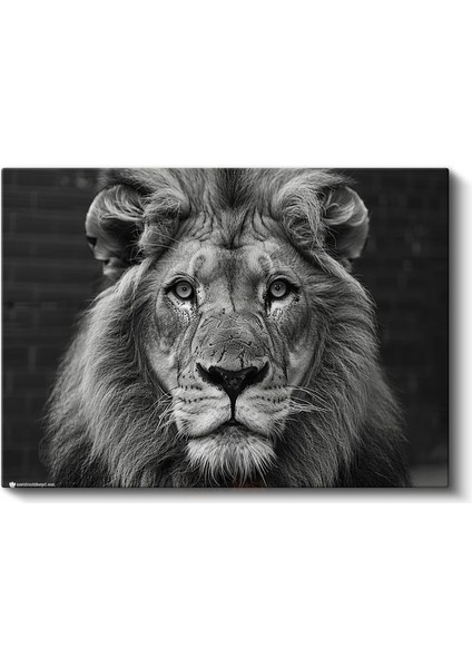 Aslan Portresi - Siyah Beyaz Asaletin Yüzü Kanvas Tablo fiyatları