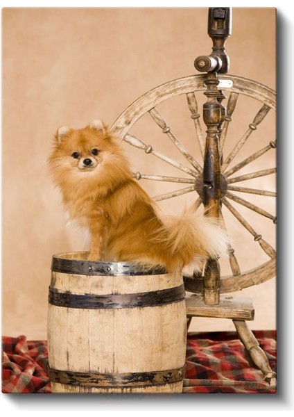 Pomeranian Köpek - Ahşap Fıçı Üzerinde Sevimli Tüylü Dost Kanvas Tablo fiyatları