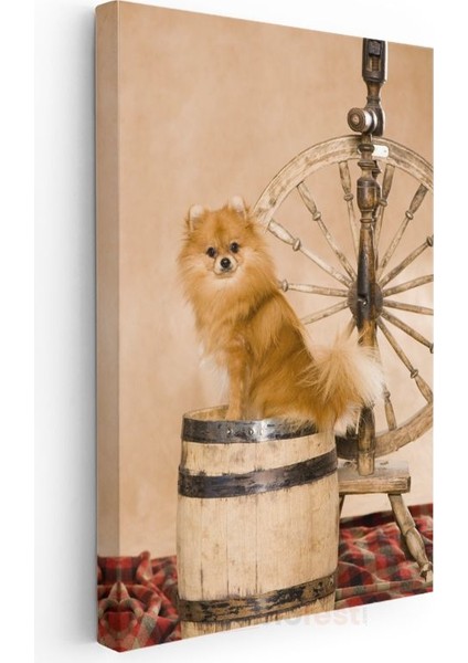 Pomeranian Köpek - Ahşap Fıçı Üzerinde Sevimli Tüylü Dost Kanvas Tablo modelleri