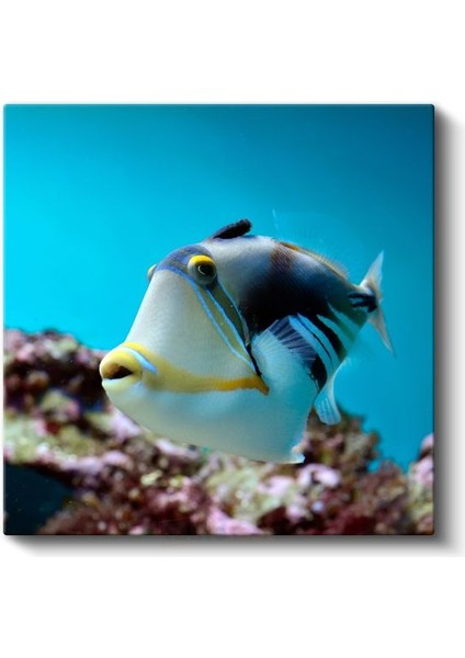 Tropikal Tetik Balığı - Mercan Resiflerinin Zarif Yüzücüsü Kanvas Tablo fiyatları