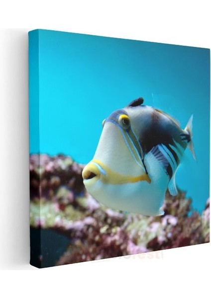 Tropikal Tetik Balığı - Mercan Resiflerinin Zarif Yüzücüsü Kanvas Tablo modelleri