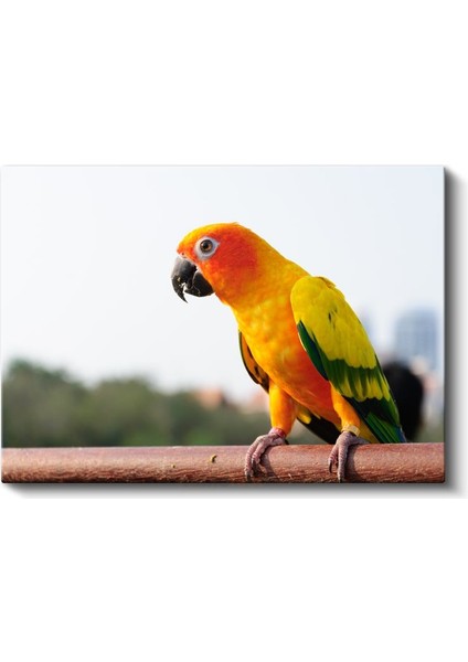 Güneş Papağanı - Renkli Tropik Kuş Portresi Kanvas Tablo fiyatları