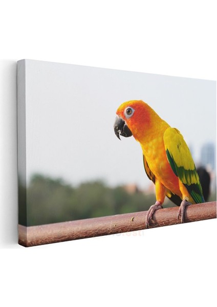 Güneş Papağanı - Renkli Tropik Kuş Portresi Kanvas Tablo modelleri