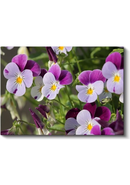 Hercai Menekşeler - Sarı Merkezli Renkli Çiçekler Kanvas Tablo fiyatları