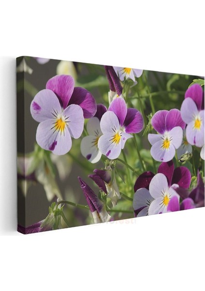 Hercai Menekşeler - Sarı Merkezli Renkli Çiçekler Kanvas Tablo modelleri