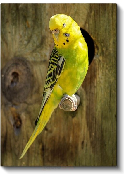 Sarı Muhabbet Kuşu - Sevimli Bakışlı Minik Dost Kanvas Tablo fiyatları