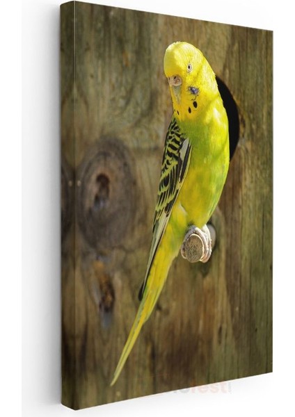 Sarı Muhabbet Kuşu - Sevimli Bakışlı Minik Dost Kanvas Tablo modelleri