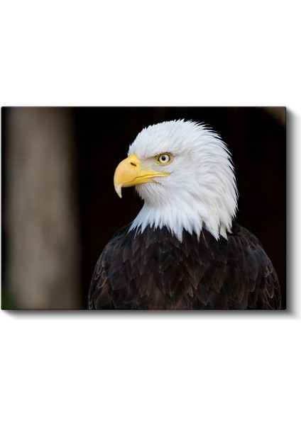 Amerikan Kartalı - Heybetli Yırtıcı Kuş Portresi Kanvas Tablo fiyatları
