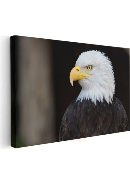 Amerikan Kartalı - Heybetli Yırtıcı Kuş Portresi Kanvas Tablo modelleri