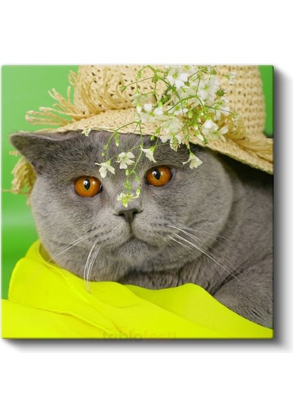 Şapkalı Kedi - Bahar Stilinde Sevimli Dost Kanvas Tablo fiyatları