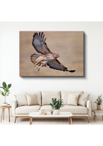 Avcı Şahin - Kanatları Açık Yırtıcı Kuş Kanvas Tablo