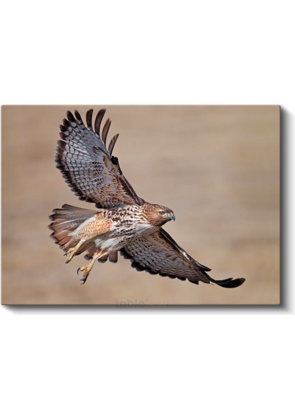 Avcı Şahin - Kanatları Açık Yırtıcı Kuş Kanvas Tablo fiyatları
