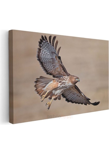 Avcı Şahin - Kanatları Açık Yırtıcı Kuş Kanvas Tablo modelleri