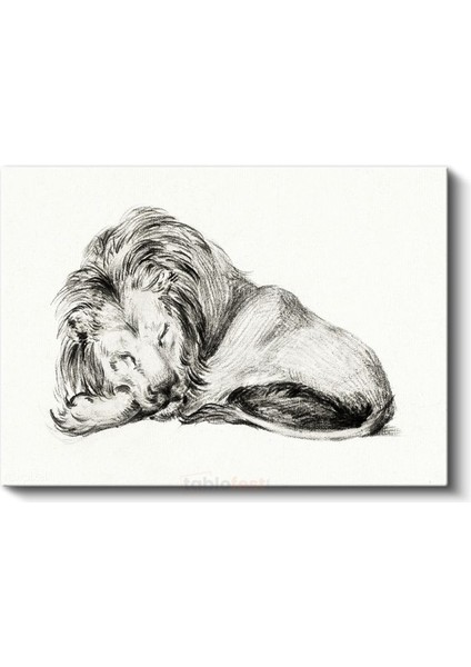 Dinlenen Aslan - Uyku Anında Yaban Hayatı Kanvas Tablo fiyatları