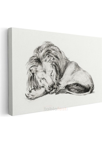 Dinlenen Aslan - Uyku Anında Yaban Hayatı Kanvas Tablo modelleri