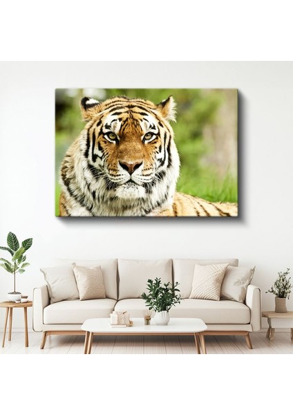 Bengal Kaplanı - Keskin Bakışlı Yırtıcı Portresi Kanvas Tablo