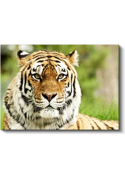Bengal Kaplanı - Keskin Bakışlı Yırtıcı Portresi Kanvas Tablo fiyatları
