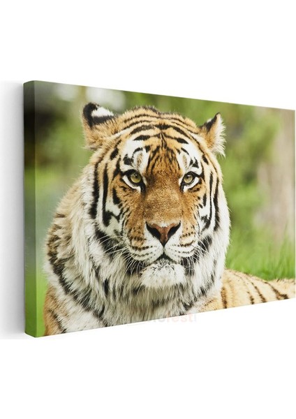 Bengal Kaplanı - Keskin Bakışlı Yırtıcı Portresi Kanvas Tablo modelleri