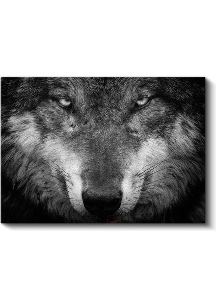 Kararlı Kurt - Hipnotize Eden Bakışlı Yırtıcı Portresi Kanvas Tablo fiyatları