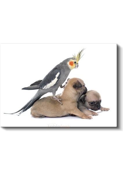 Dostluk Zamanı - Sultan Papağanı ve Yavru Köpekler Kanvas Tablo fiyatları