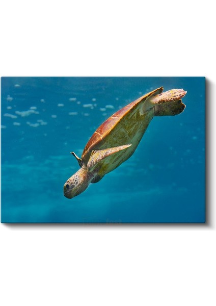 Deniz Kaplumbağası - Mavi Derinliklerde Süzülüş Kanvas Tablo fiyatları