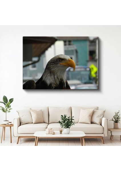 Amerikan Kartalı - Keskin Bakışlı Yırtıcı Kuş Kanvas Tablo