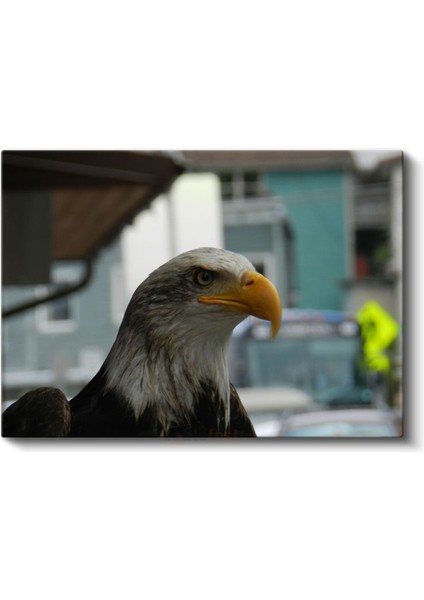 Amerikan Kartalı - Keskin Bakışlı Yırtıcı Kuş Kanvas Tablo fiyatları