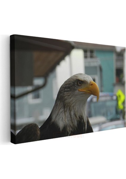 Amerikan Kartalı - Keskin Bakışlı Yırtıcı Kuş Kanvas Tablo modelleri