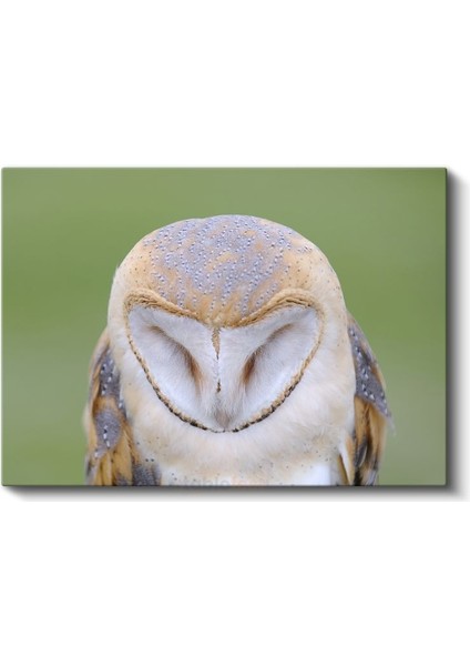 Peçeli Baykuş - Kalp Şeklinde Yüzüyle Bilge Bakışlar Kanvas Tablo fiyatları