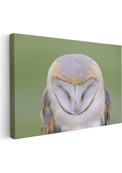 Peçeli Baykuş - Kalp Şeklinde Yüzüyle Bilge Bakışlar Kanvas Tablo modelleri