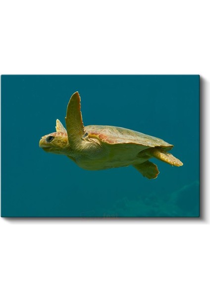 Deniz Kaplumbağası - Turkuaz Suda Özgür Yüzüş Kanvas Tablo fiyatları