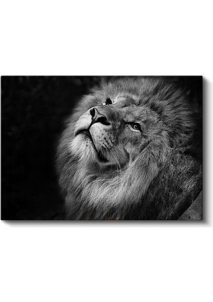 Asil Aslan - Yukarı Bakan Siyah Beyaz Portre Kanvas Tablo fiyatları