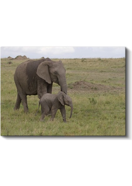 Anne ve Yavru Fil - Doğada Sevgi Bağı Kanvas Tablo fiyatları